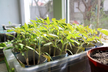 Tomato seedlings stand on the window. The sun floods the green seedlings.
Garden and vegetable garden concept.