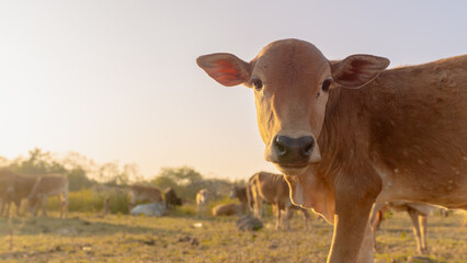 Calf's Gaze: A close-up shot captures a curious calf in a field, illuminated by the golden light....