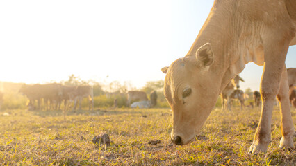 Golden Hour Grazing: A serene bovine grazes peacefully in a sun-drenched field, the warm light...