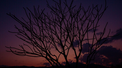 Silhouette of a Barren Tree at Dusk: The silhouetted form of a barren tree stands starkly against a dramatic evening sky painted with hues of purple and orange.