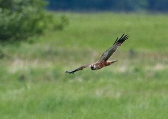Rohrweihen Männchen auf Jagd