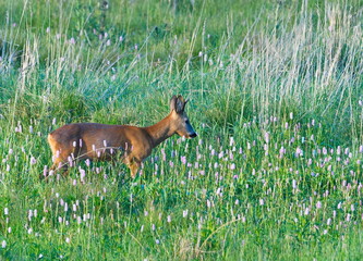 Rehbock auf einer Wiese