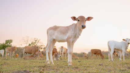 Calf in a Field: A captivating image of a young calf standing in a sun-drenched field, portraying the essence of tranquility in rural life. 