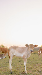 Golden Calf in the Field: A gentle calf stands gracefully in a sun-kissed field, surrounded by its herd, embodying the tranquility and innocence of rural life.