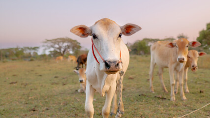 Curious Cattle: A small herd of young cows in a lush pasture, with a close-up of one calf gazing...