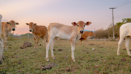 Calves in Pasture: Adorable calves graze peacefully in a lush green pasture under a warm sunset,...