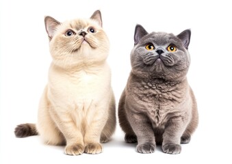 Obraz premium Two Cute British Shorthair Cats Sitting Together on White Background