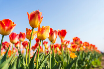 Beautiful tulips are in full bloom