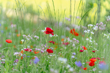 Bright red poppy among green grass and wildflowers in a field