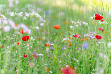 Single red poppy in a summer meadow filled with flowers