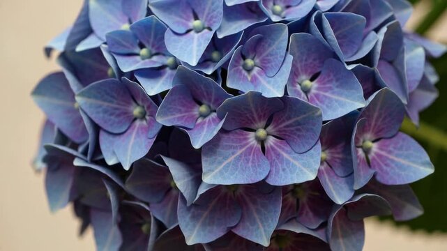 Six Close-Ups of a Vibrant Purple Hydrangea Flower Head