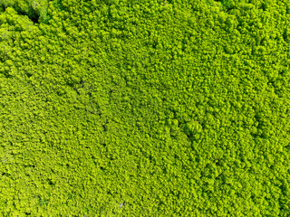 Lush green mangrove forest. Carbon sequestration and blue carbon ecosystem services. Mangrove tree capture CO2. Critical for mitigating climate change impacts, habitat protection for marine species.