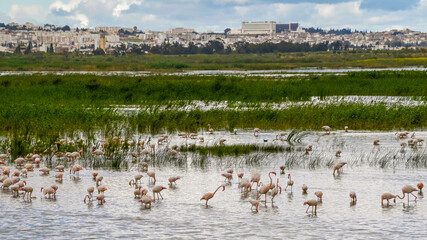 Flamants roses dans une zone humide