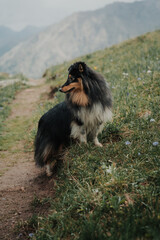 portrait of a sheltie dog on the mountans road