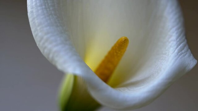 Subtle variations of calla lily flower
