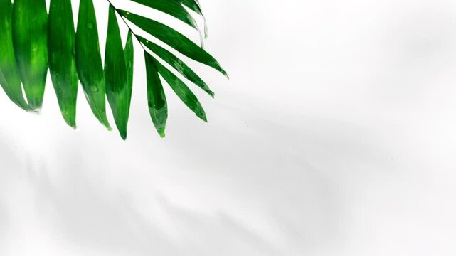 green palm leaf border over white water surface with water drop and circles, empty nature scene with copy space, high angle view, closeup