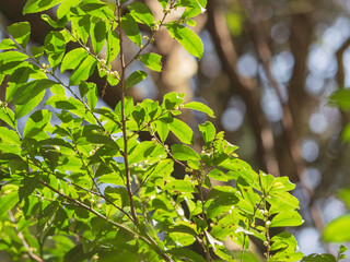 森に日が差し緑の木の葉が輝く02