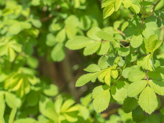 春風に揺れる緑の草の葉02