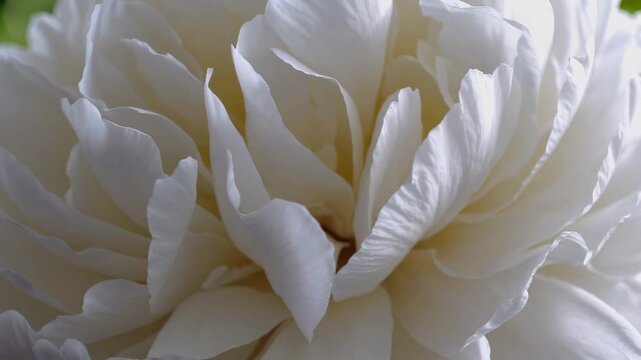 Close-up of a blooming white peony flower