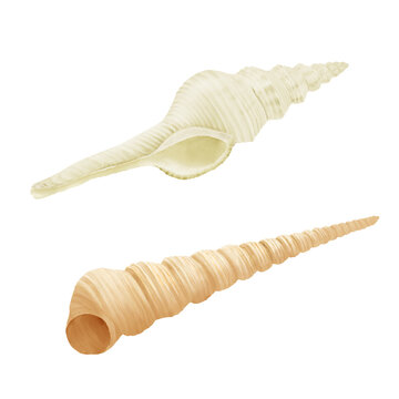 White strombus clam shell and brown Turritella terebra Watercolor illustration. A set of twisted cones of ocean shells, isolated on a white background. for marine design and marine-style wall decor.