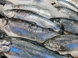 Trout fish in ice on the counter in the market