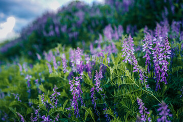 Obraz premium Field of blooming purple wildflowers on a green hillside under a cloudy summer sky. The vibrant flowers and natural foliage create a serene, scenic landscape full of color and life