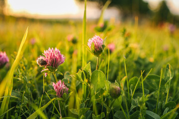 Close-up of blooming pink clover flowers in a grassy field at golden hour, with warm sunlight creating a peaceful summer atmosphere