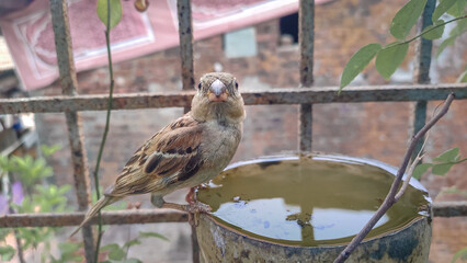 Thirsty sparrow on a water pot.