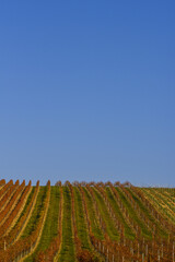 Weinbaugebiet Blaufränkisch Land, Deutschkreutz, Burgenland, Ö
