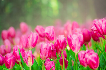 Beautiful Botanical Garden with Blooming Pink Tulip Flowers in Springtime