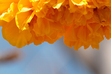 Yellow flowers