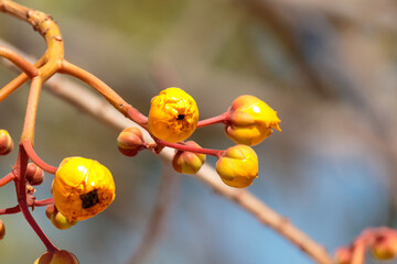 red currant bush