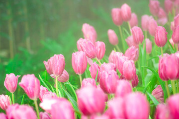 Obraz premium Beautiful Botanical Garden with Blooming Pink Tulip Flowers in Springtime