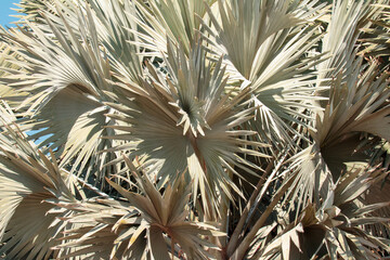 palm tree branches
