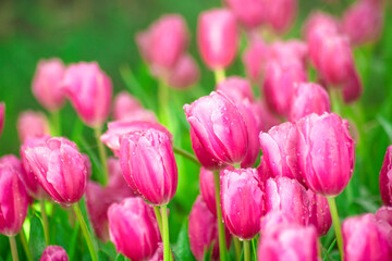 Fototapeta premium Beautiful Botanical Garden with Blooming Pink Tulip Flowers in Springtime