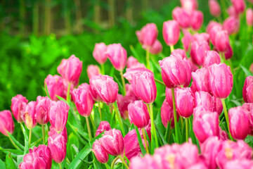 Beautiful Botanical Garden with Blooming Pink Tulip Flowers in Springtime