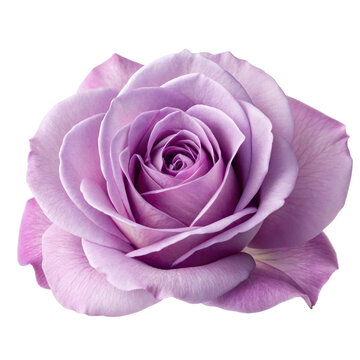 purple rose 