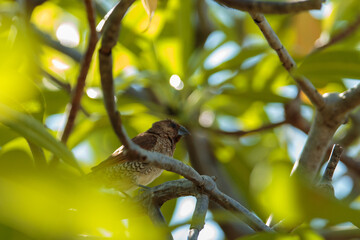 sparrow on a branch
