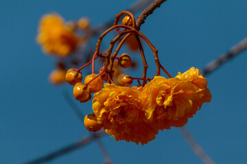 red and yellow