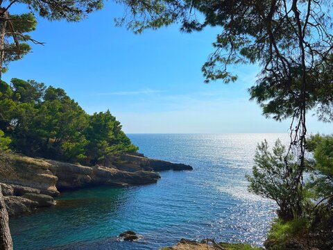 Sea and pine trees on coastal rocks 