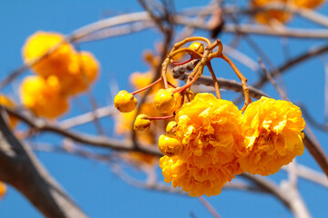 red and yellow flowers