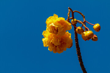 yellow flower on blue background