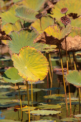 autumn leaves in water