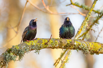 Two common starling (sturnus vulgaris) birds singing in the morning of spring