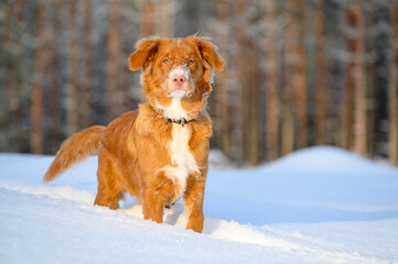 nova Scotia retriever dog portrait in wintertime