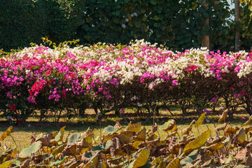 flowers in the park