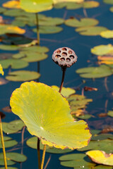pink water lily