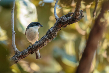 Flycatchers perch on branches during the day.