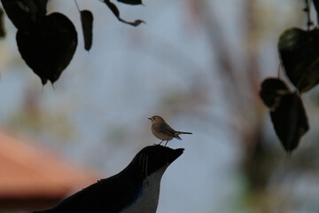 blackbird on a branch