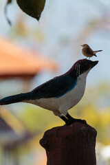 red headed woodpecker